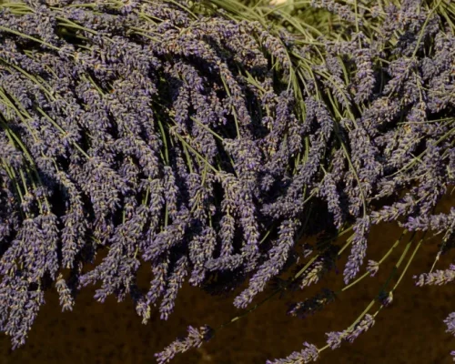 Plantas da Sorte: Descubra Quais Espécies Trazem Dinheiro, Prosperidade e Boa Fortuna para Seu Lar em 2024