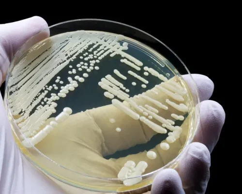 Alerta em Portugal: Fungo ‘Candida auris’, resistente e perigoso, já causa preocupação em hospitais