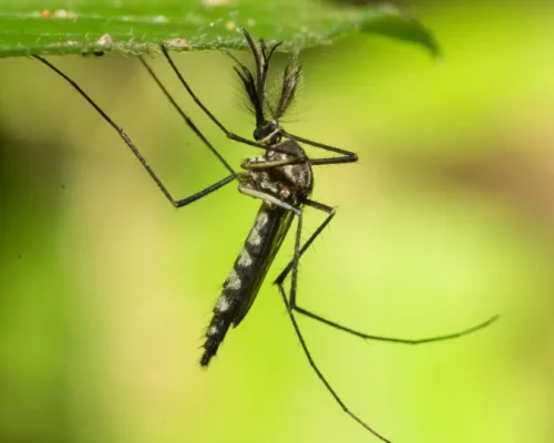 Alerta de Saúde na Europa: Mosquitos Transmitem Doenças Graves e Europa Se Prepara Para Novo “Normal”
