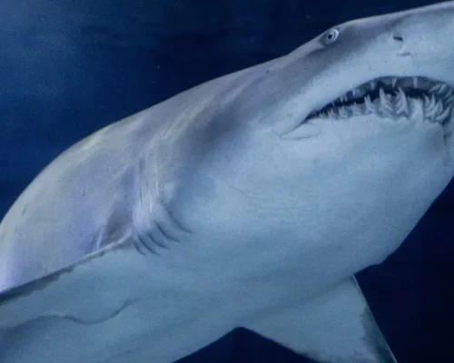 Guia Essencial de Sobrevivência: Como Lidar com Tornado, Ataques de Tubarão e Outros Perigos Extremos