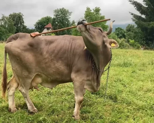 Veronika, a Vaca que Usa Vassoura para se Coçar: Comportamento Inédito Choca Cientistas e Desafia Conhecimento Sobre Inteligência Animal