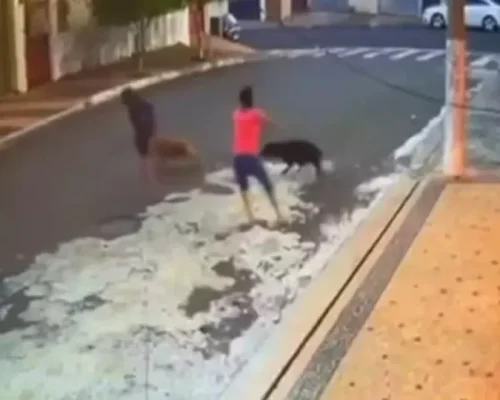 Tragédia com pit bull: Criança tem couro cabeludo arrancado em ataque brutal e pais relatam desespero