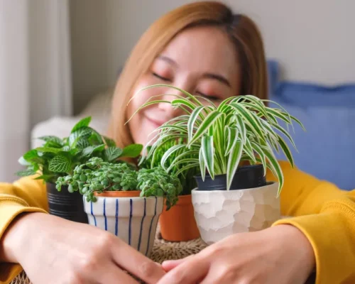 Descubra a Planta Ideal para Seu Signo: Harmonia e Sorte no Lar com Dicas de Astróloga!