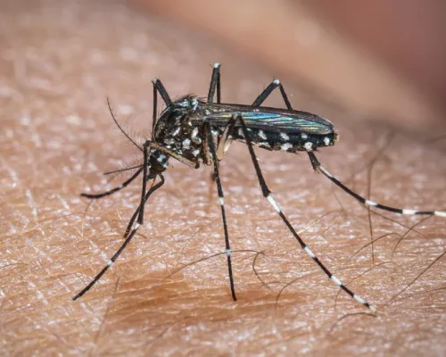 Europa em Alerta: Aquecimento Global Amplifica Risco de Epidemias de Chikungunya, Estudo Revela Novos Limiares de Temperatura para Transmissão