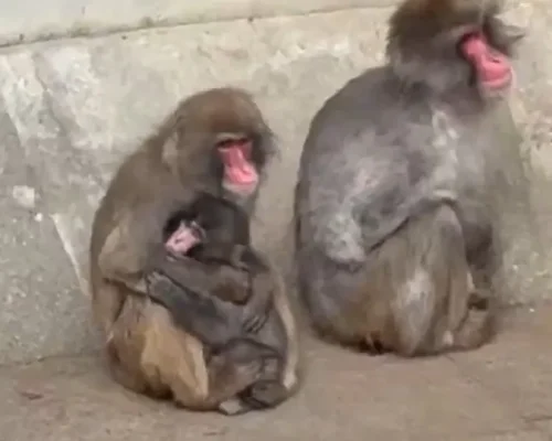 Macaco Punch, que viralizou com amigo de pelúcia, encontra novos companheiros e emociona web com sua resiliência