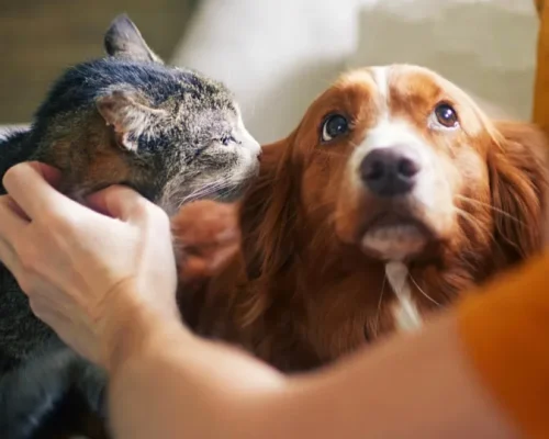 Senado Aprova Política Nacional de Proteção a Animais em Desastres: Um Marco para a Segurança Animal em Emergências