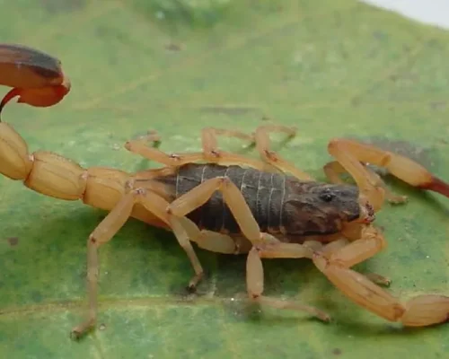 Primeira Morte do Ano por Picada de Escorpião no Brasil: Alerta Vermelho e Previsão Alarmante de 2 Milhões de Novos Casos até 2033