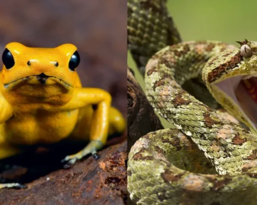 As 10 Mordidas e Picadas de Animais Mais Dolorosas do Mundo: Perigo, Sintomas e Como Evitar!