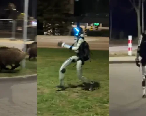 Robô Humanoide Persegue Javalis em Estacionamento Polonês e Vídeo Inusitado Viraliza nas Redes Sociais