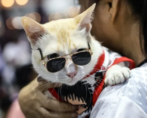 Conexões Genéticas Inesperadas: Descubra Quais Criaturas Vivas São Mais Parecidas com os Humanos Além dos Primatas