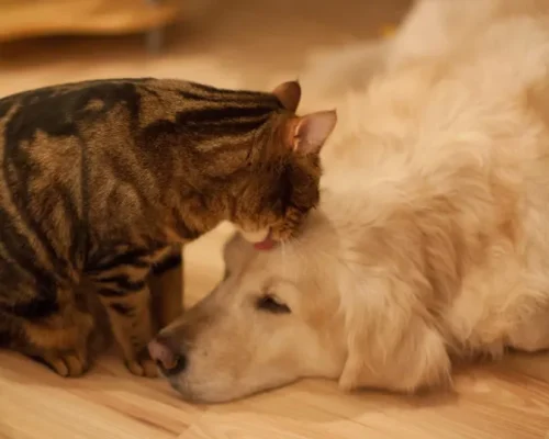 Guarda Compartilhada de Pets é Lei: Saiba Como Funciona e Quem Paga as Contas do Seu Melhor Amigo Após Separação