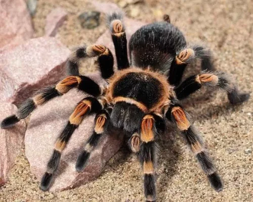 Mulher Esquece Caixa com 20 Tarântulas Vivas em Trem na Alemanha: Maquinista Alerta Autoridades em Situação Inusitada