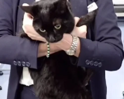 Resgate Inusitado: Cruzeiro Salva Marinheiro e sua Gata “Em Apuros” em Alto Mar em Cena “Surreal”