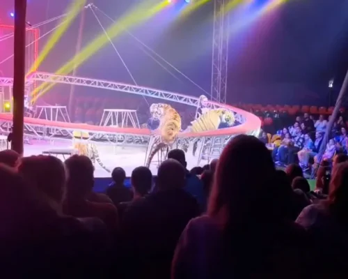Tigre Assusta Público em Circo na Rússia Após Queda de Rede de Proteção; Veja Vídeo do Pânico