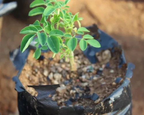 Árvore Milagrosa da UNESP: Sementes de Moringa Eliminam 98% de Microplásticos da Água, Superando Filtros Químicos