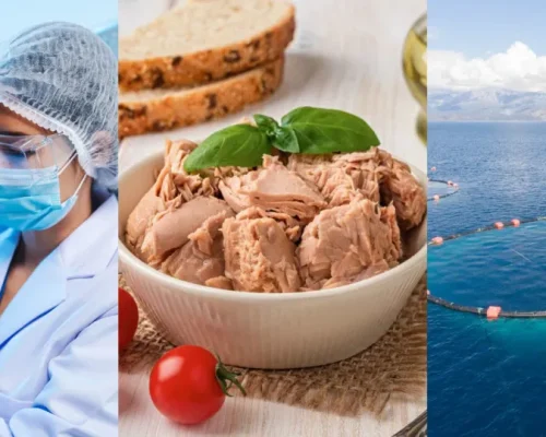 Atum: Delícia Saudável ou Ameaça Oculta? Descubra se Comer Atum Ainda é Seguro e os Riscos por Trás do Peixe Mais Valioso do Mundo