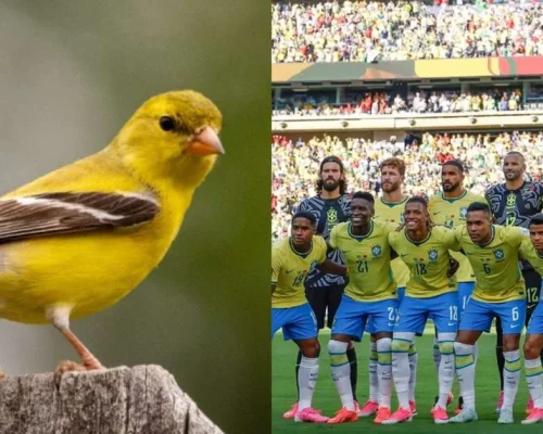 Por que a Seleção Brasileira é chamada de
