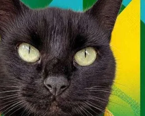 Brasil x Noruega: gato Milu aposta em classificação da Seleção Brasileira na Copa do Mundo