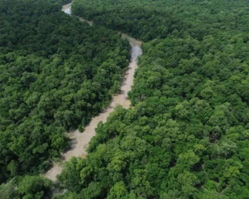 Amazônia registra menor desmatamento em dez anos no primeiro semestre