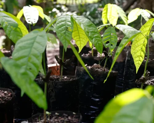 A floresta como componente estratégico das forças produtivas
