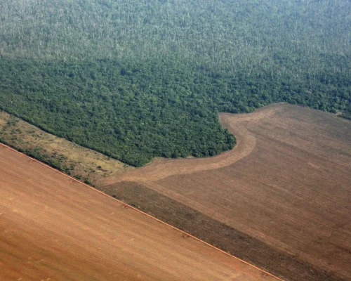 STF valida Moratória da Soja e afasta indenizações bilionárias