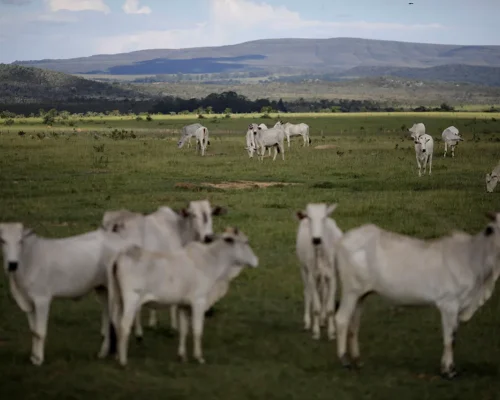 IGP-M desacelera queda em agosto para 0,22% impulsionado pela alta nos produtos agropecuários